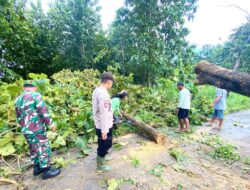 Sinergi TNI Polri di Lamongan: Atasi Pohon Tumbang yang Melintang di Badan Jalan