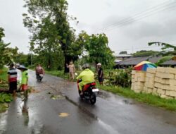 Pohon Jati Tumbang di Ardirejo, Polsek Sambeng Lamongan Gerak Cepat Evakuasi