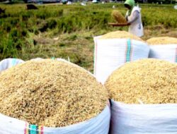 Harga Gabah di 28 Kecamatan Bojonegoro Stabil, Petani Bisa Jual Hingga Segini