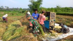 Kebersamaan TNI dan Petani, Panen Padi di Desa Gledug Berlangsung Penuh Semangat