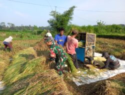 Kebersamaan TNI dan Petani, Panen Padi di Desa Gledug Berlangsung Penuh Semangat