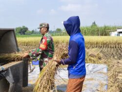 Babinsa Turun Sawah, Panen Padi di Kaliboto Jadi Simbol Kuatnya Ketahanan Pangan Desa