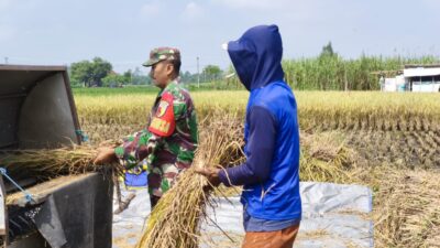 Babinsa Turun Sawah, Panen Padi di Kaliboto Jadi Simbol Kuatnya Ketahanan Pangan Desa