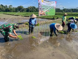 Ikuti Tanam Padi Serentak Se-Jatim, Babinsa Butun dan Forkopimda Perkuat Swasembada Pangan