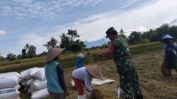 Babinsa Ngadirenggo Turun ke Sawah, Perkuat Ketahanan Pangan Lewat Pendampingan Petani