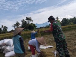 Babinsa Ngadirenggo Turun ke Sawah, Perkuat Ketahanan Pangan Lewat Pendampingan Petani