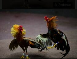 Dua Hari Berjalan, Praktek Judi Sabung Ayam Desa Watukebo Digrebek Polisi 