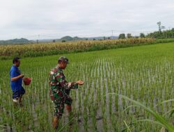 Babinsa Satrean Turun ke Sawah, Perkuat Ketahanan Pangan Lewat Pendampingan Petani