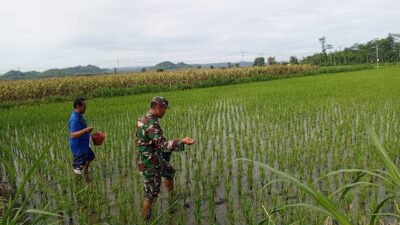 Babinsa Satrean Turun ke Sawah, Perkuat Ketahanan Pangan Lewat Pendampingan Petani