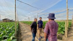 PTPN I (Persero) Pasok Cerutu Premium Jember ke Pasar Eropa