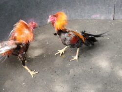 Diduga “Terkondisi”, Arena Judi Sabung Ayam di Wates Mojokerto Kebal Hukum, Jadi Sorotan.