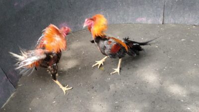 IMG 20260524 WA0073