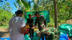 TNI dan Petani Bersinergi Panen Jagung di Dander, Perkuat Ketahanan Pangan Nasional