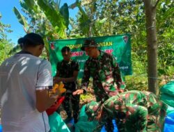 TNI dan Petani Bersinergi Panen Jagung di Dander, Perkuat Ketahanan Pangan Nasional