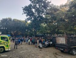 Pasar Hewan Sattowan diduga sarat dengan pungli