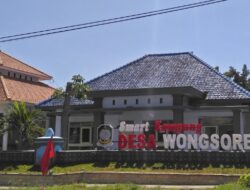 Viral di Medsos, Bibit Jagung BUMDes Wongsorejo Diduga Gagal Tumbuh Setelah Seminggu Ditanam