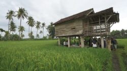Produksi Beras Banyuwangi Januari Hingga Juni 2026 Surplus 174 Ribu Ton