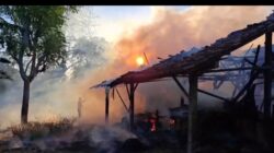 Bara Api Sampah Pakan Terbang Angin, Kandang Sapi Milik Lansia di Wongsorejo Ludes Terbakar