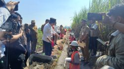 Bupati Jember Tinjau Proyek Rehabilitasi Jaringan Irigasi Tersier ( RJIT ) di Desa Wonojati Kecamatan Jenggawah