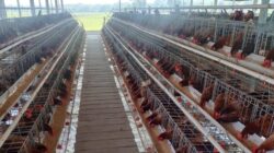 BUMDesa Kaliombo Kembangkan Peternakan Ayam Petelur, Dorong PAD dan Pemberdayaan Warga