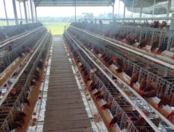 BUMDesa Kaliombo Kembangkan Peternakan Ayam Petelur, Dorong PAD dan Pemberdayaan Warga