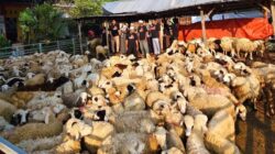 Dari Modal Rp10 Juta, Pengusaha Muda Bojonegoro Bangun Usaha Domba hingga Layani Pasar Jawa Timur