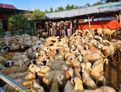 Dari Modal Rp10 Juta, Pengusaha Muda Bojonegoro Bangun Usaha Domba hingga Layani Pasar Jawa Timur