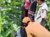Mbah Dul Sulap Lahan 1.400 Meter Persegi Jadi Pertanian Terpadu Tujuh Lantai