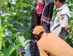 Mbah Dul Sulap Lahan 1.400 Meter Persegi Jadi Pertanian Terpadu Tujuh Lantai