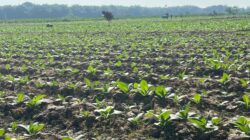 Pemkab Bojonegoro Tuntaskan Distribusi 526 Ton Pupuk NPK, Ribuan Hektare Lahan Tembakau Siap Tingkatkan Produksi
